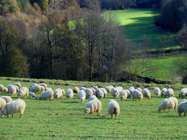 pastoralisme